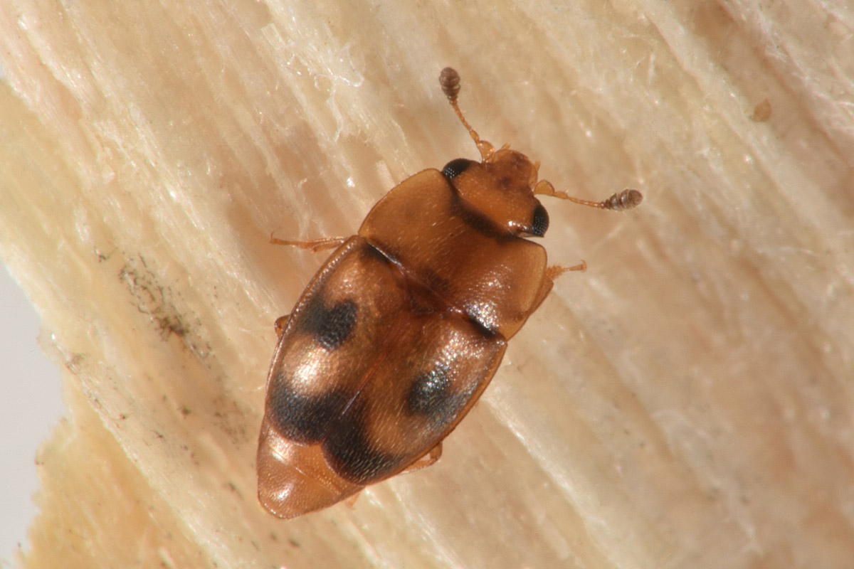 Nitidulidae: Epuraea ocularis? S.